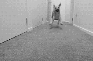 2THZ2Sv.gif