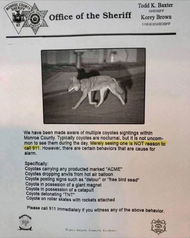 coyotes.jpg