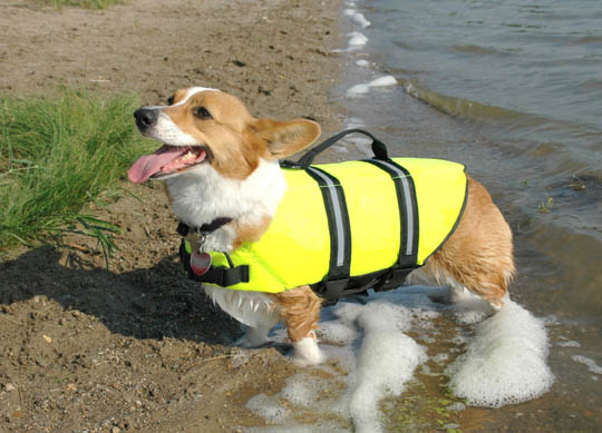 Life Jacket for Dogs - Yacht News; Builds & Launches | YachtForums: We ...