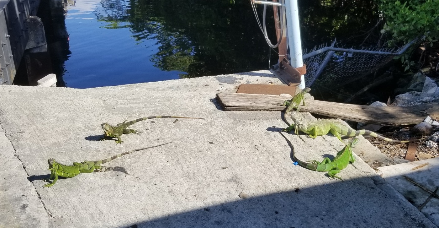 iguanas.jpg