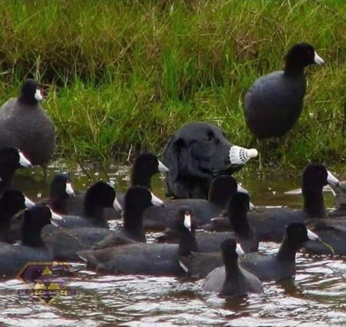 lab goose.jpg