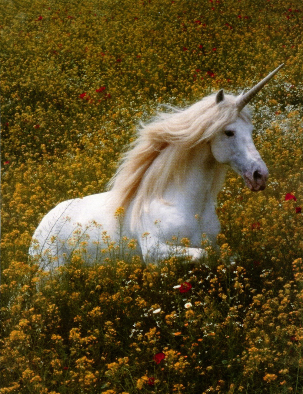 unicorn.jpg