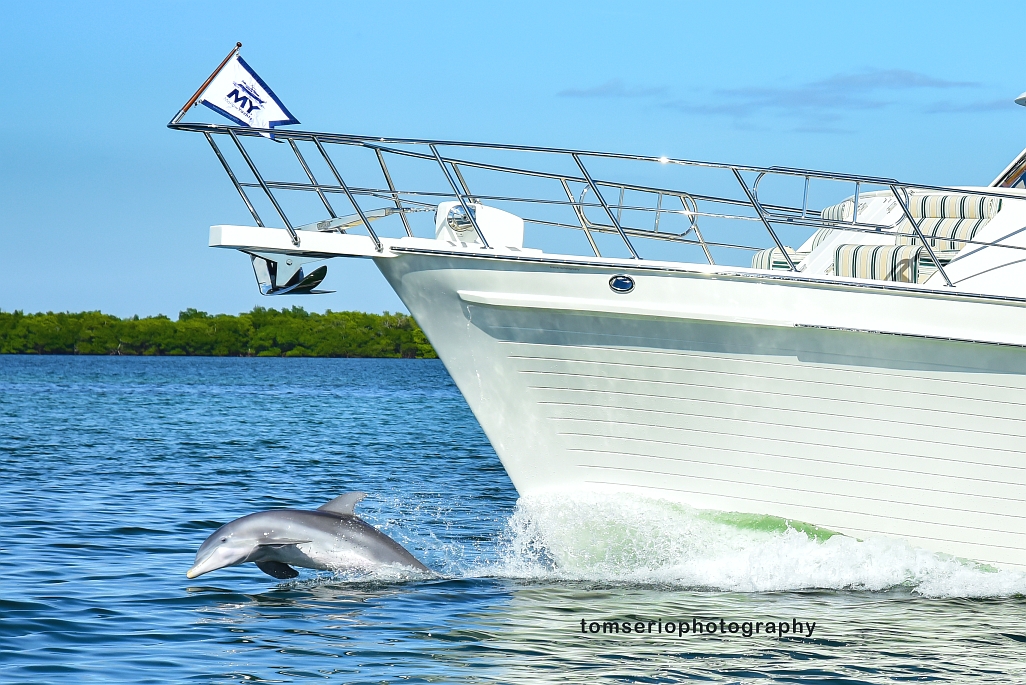 YF - Dolphin DSC_3916 2.jpg