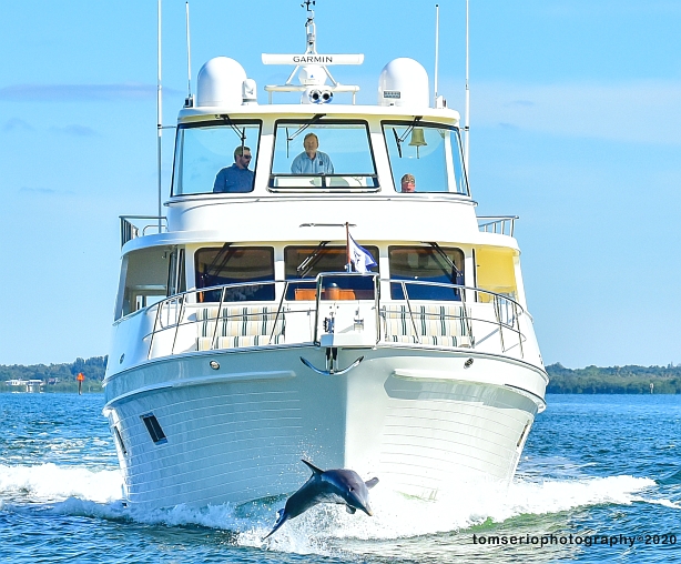 YF - Dolphin DSC_3925 2.jpg