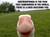 Duck-Watching-You.jpg